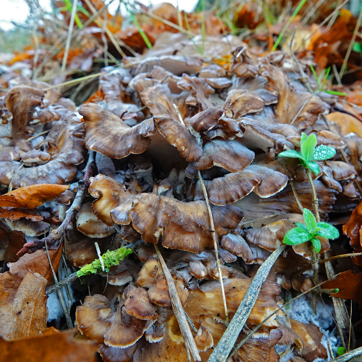 Forest Reserve™ Turkey Tail, Maitake, & Chaga Mushroom Chocolate Squares